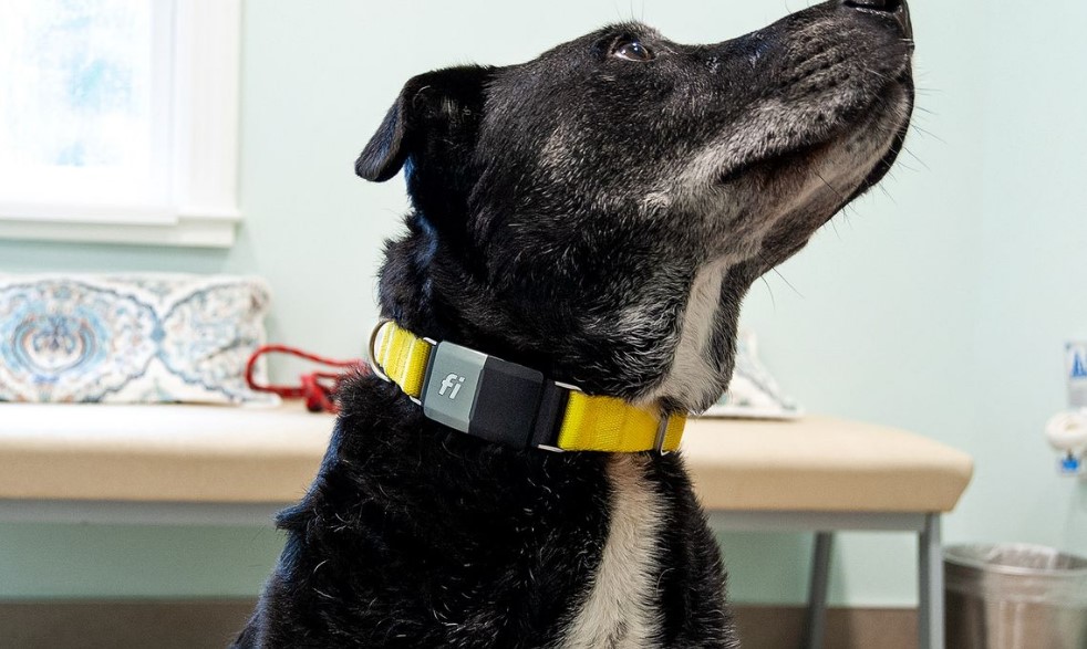 How To Cancel Fi Collar Subscription